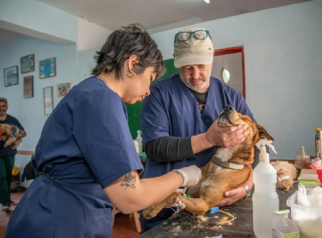 Veterinary & Pet Services