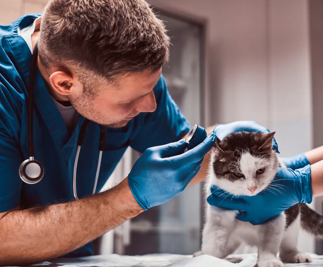 Veterinary & Pet Services Payment Processing and POS