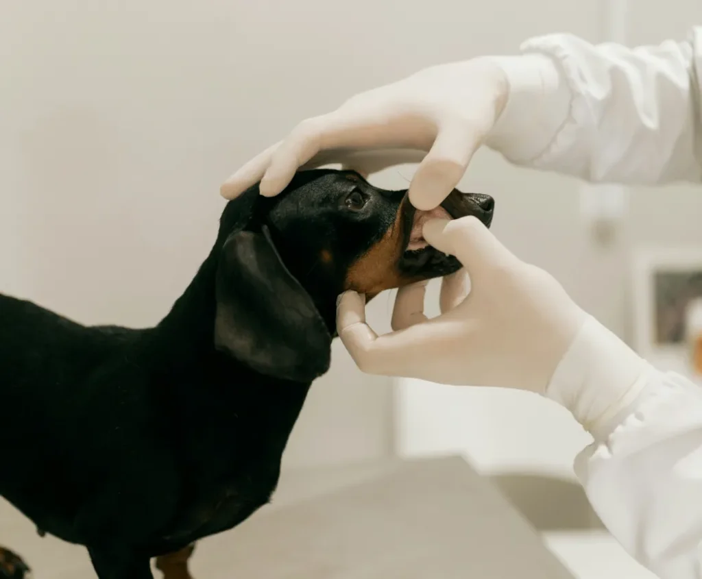 pet payments processing